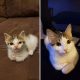 20 Sweet Photos Showing Cats' Amazing Transformation After Being Adopted