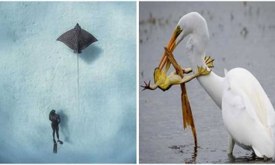 28 Instagram Posts Honored in National Geographic Competition