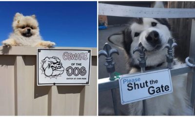 28 ‘Dangerous’ Dogs Behind ‘Beware Of Dog’ Signs