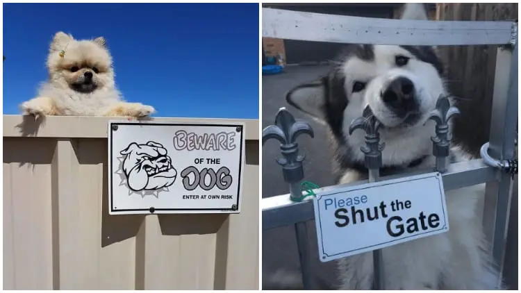 28 ‘Dangerous’ Dogs Behind ‘Beware Of Dog’ Signs