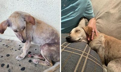 30 Heartwarming Before-and-After Adoption Photos of Dogs That Will Melt Your Heart