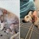 30 Heartwarming Before-and-After Adoption Photos of Dogs That Will Melt Your Heart