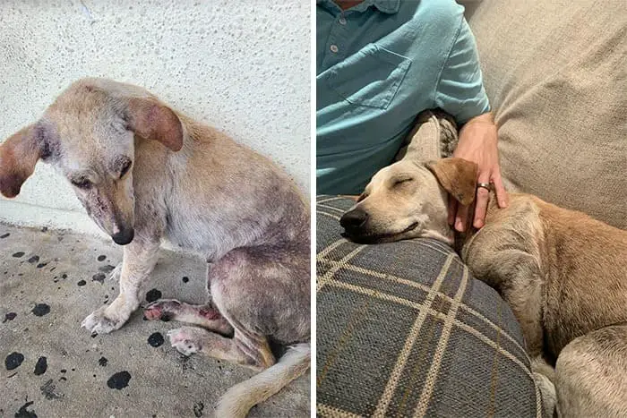 30 Heartwarming Before-and-After Adoption Photos of Dogs That Will Melt Your Heart