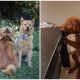 40 Adorable Dogs Being Silly – You've Got to See!