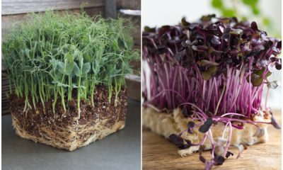 5 Nutrient Microgreens That You Can Start Growing Right in the Kitchen