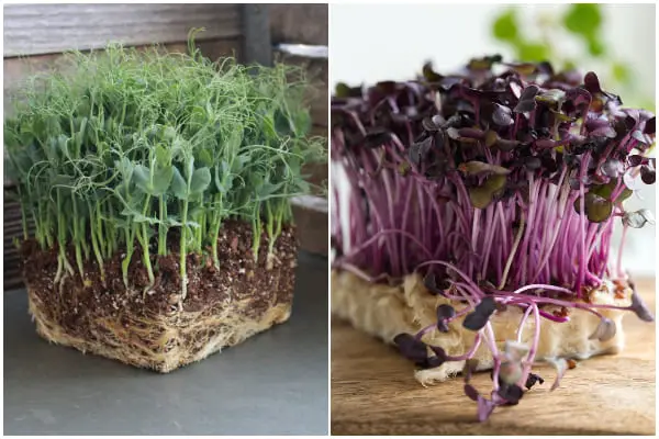 5 Nutrient Microgreens That You Can Start Growing Right in the Kitchen