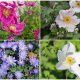 6 Beautiful Windflowers to Enhance Your Landscape