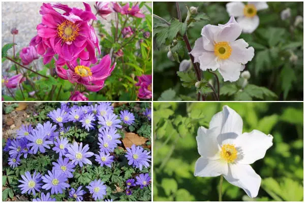 6 Beautiful Windflowers to Enhance Your Landscape