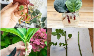 6 Best Flowers That Can Propagate Easily from Cuttings