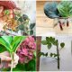 6 Best Flowers That Can Propagate Easily from Cuttings