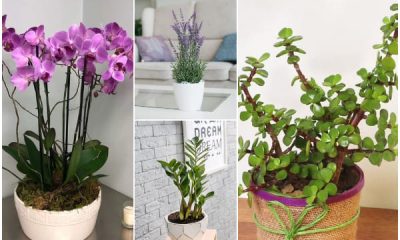 6 Good Houseplants to Lift Your Spirits