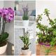 6 Good Houseplants to Lift Your Spirits