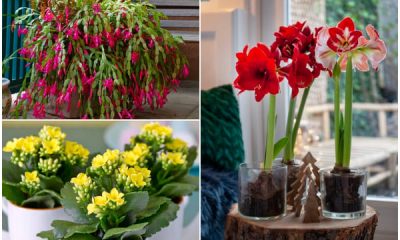 7 Colorful Flowering Houseplants to Cozy Up Your House in Winter