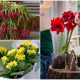 7 Colorful Flowering Houseplants to Cozy Up Your House in Winter