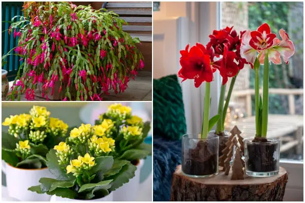 7 Colorful Flowering Houseplants to Cozy Up Your House in Winter