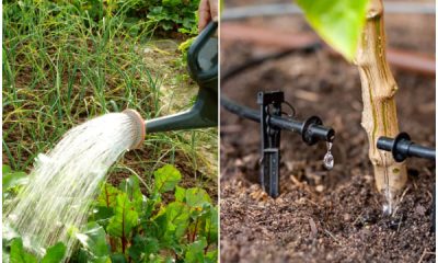 7 Right Watering Ways for Vegetable Garden