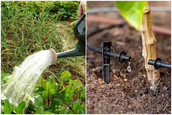 7 Right Watering Ways for Vegetable Garden