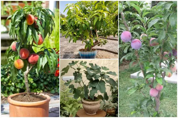 8 Common Dwarf Fruit Tree Types You Can Grow for Small Gardens