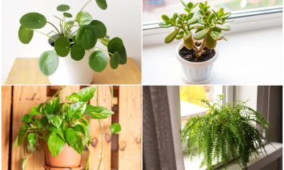 8 Houseplants to Beat The Winter Blues