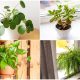 8 Houseplants to Beat The Winter Blues