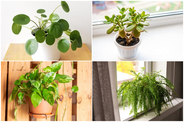 8 Houseplants to Beat The Winter Blues