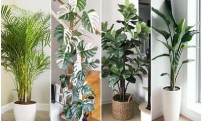 8 Tall Houseplants to Fill Empty Corners