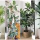 8 Tall Houseplants to Fill Empty Corners