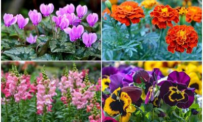 9 Beautiful Annual Flowers That Bloom Gorgeous on Cold Winter Days