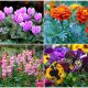 9 Beautiful Annual Flowers That Bloom Gorgeous on Cold Winter Days