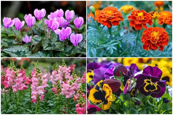 9 Beautiful Annual Flowers That Bloom Gorgeous on Cold Winter Days