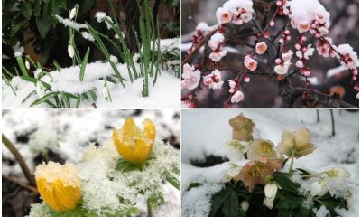 9 Beautiful Winter Flowering Plants