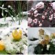 9 Beautiful Winter Flowering Plants