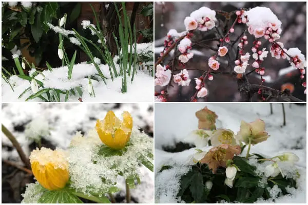 9 Beautiful Winter Flowering Plants