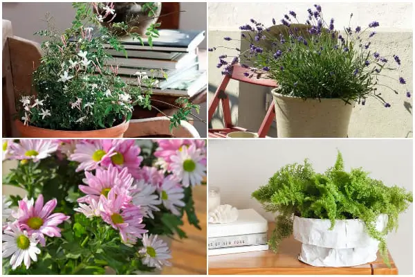 9 Best Houseplants That Help in Relieving Your Stress