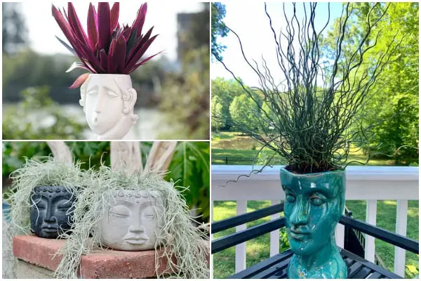 9 Exotic Houseplants That Resemble Your Hair