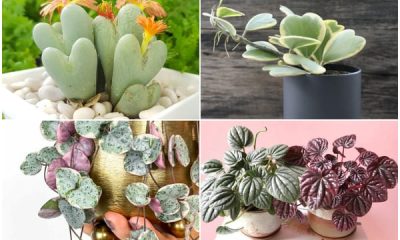 9 Unique Heart-Shaped Succulents