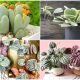 9 Unique Heart-Shaped Succulents