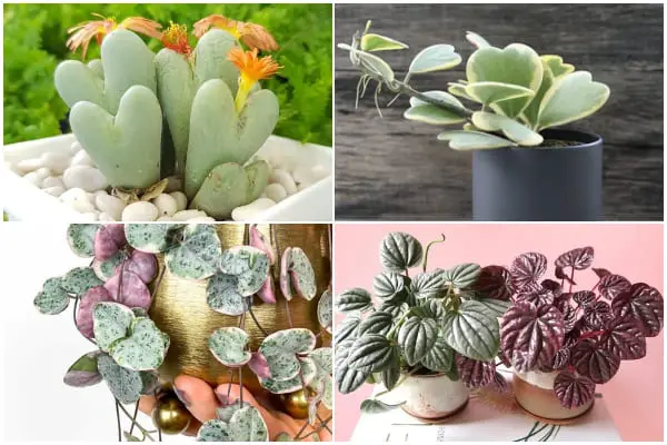 9 Unique Heart-Shaped Succulents