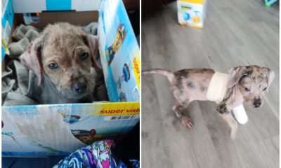 A Family Rescues a Small, Hairless Stray Puppy and Aids in Her Remarkable Transformation