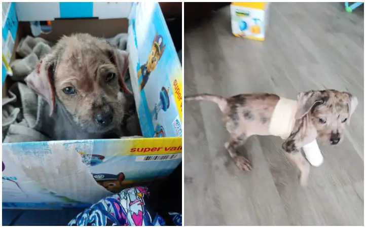 A Family Rescues a Small, Hairless Stray Puppy and Aids in Her Remarkable Transformation