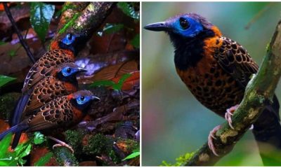 A Remarkable Bird with Shiny Blue Eye Mask, Lightly Patterned Feathers, Gray Top, and Black Throat