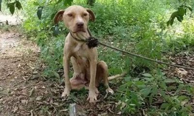 Abandoned Pitbull Tied to a Tree Fights for Survival But Keeps Protecting a Precious Secret