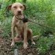 Abandoned Pitbull Tied to a Tree Fights for Survival But Keeps Protecting a Precious Secret