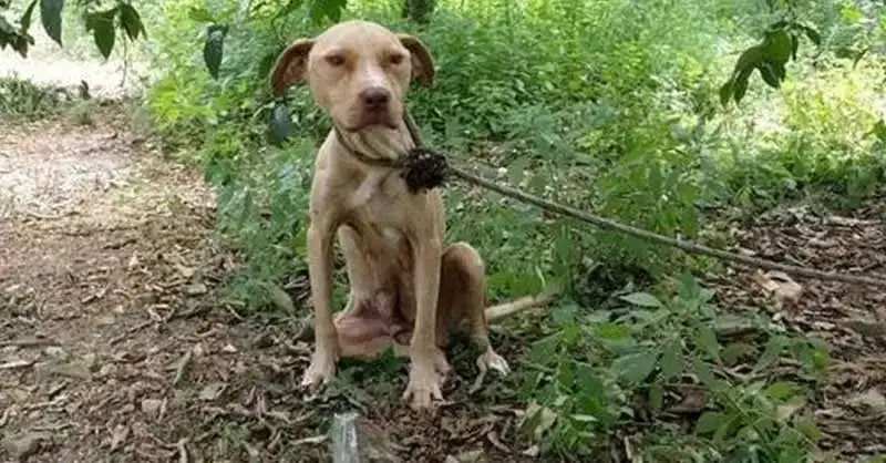Abandoned Pitbull Tied to a Tree Fights for Survival But Keeps Protecting a Precious Secret