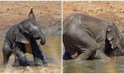 Adorable Baby Elephant Enjoys Playful Mud Time Amidst Drought