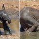 Adorable Baby Elephant Enjoys Playful Mud Time Amidst Drought