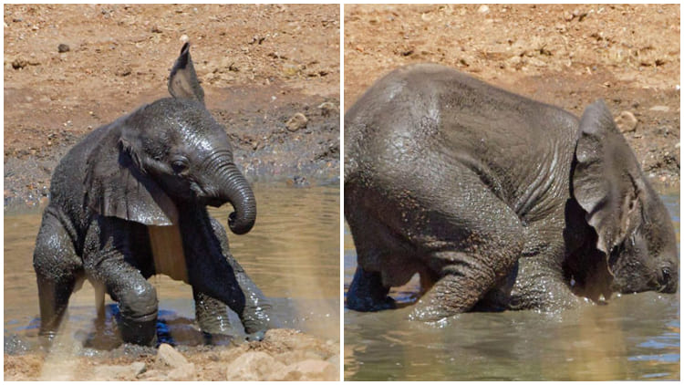 Adorable Baby Elephant Enjoys Playful Mud Time Amidst Drought