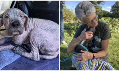 Adorable Puppy Found in a Graveyard Has the Most Heartwarming Reaction When Reunited with His Rescuers