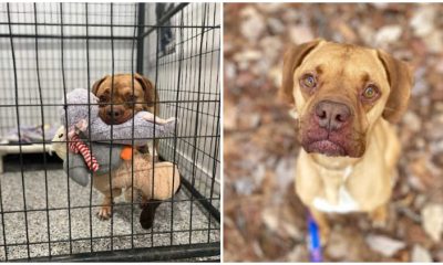 Adorable Shelter Dog Who Enjoys Carrying Lots of Toys Still Searching for a Family