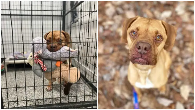 Adorable Shelter Dog Who Enjoys Carrying Lots of Toys Still Searching for a Family
